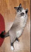 pet-image