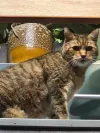 pet-image