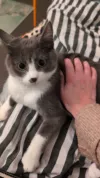 pet-image