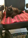 pet-image