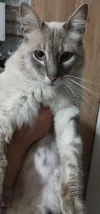 pet-image