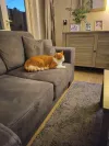 pet-image