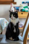 pet-image