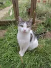 pet-image