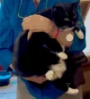 pet-image
