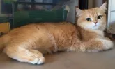 pet-image