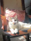 pet-image