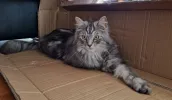 pet-image