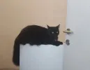 pet-image