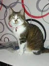 pet-image