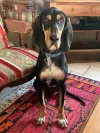 pet-image