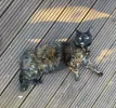 pet-image