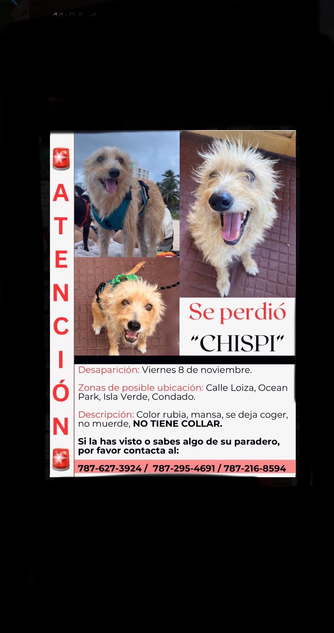 Chispi  poster