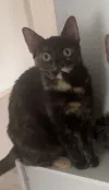 pet-image