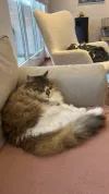 pet-image