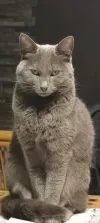pet-image