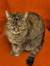 pet-image