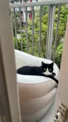 pet-image