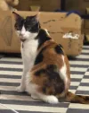 pet-image