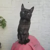 pet-image