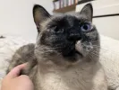pet-image