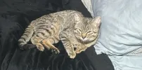 pet-image