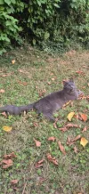 pet-image
