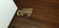 pet-image