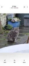 pet-image