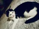 pet-image