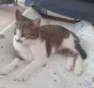 pet-image