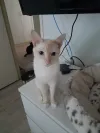 pet-image