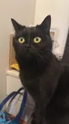 pet-image