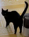 pet-image