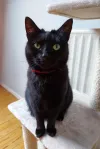 pet-image