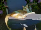 pet-image