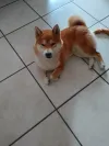 pet-image