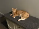 pet-image