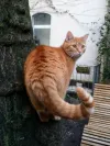 pet-image
