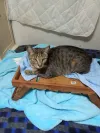 pet-image