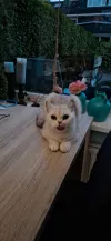 pet-image