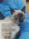 pet-image