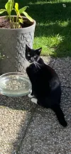 pet-image