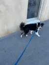 pet-image