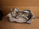 pet-image