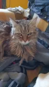 pet-image