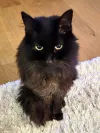 pet-image