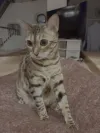 pet-image