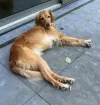 pet-image