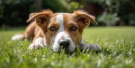 pet-image